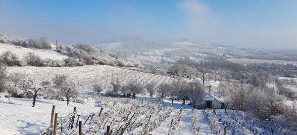 Havas téli tájkép a szőlőhegyen