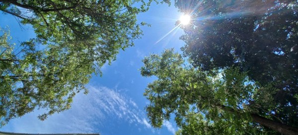 A magasan járó nap átsüt a falevelek között