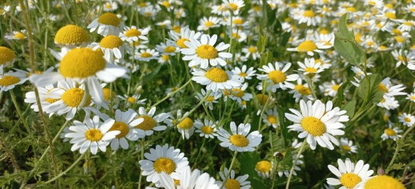 Sárga-fehér virágok