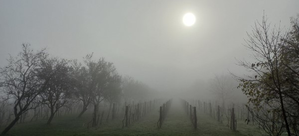 Köd és nap a szőlőben